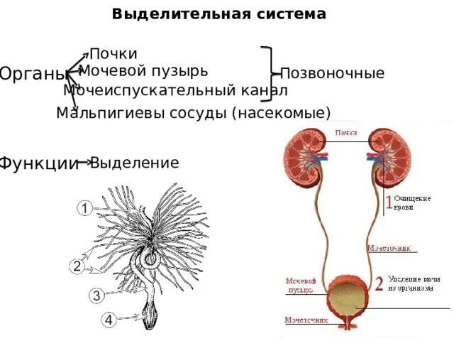 Выделительная система человека мочевой пузырь. Выделительная функция строение. Выделительная система органы выделения. Система выделения человека схема.