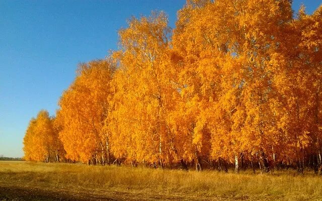 Родной край осенью. Курганская область осень. Золотая осень. Осень в родном краю. Природа родного края осенью.