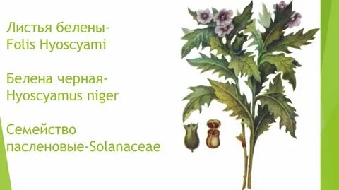 Лист белены