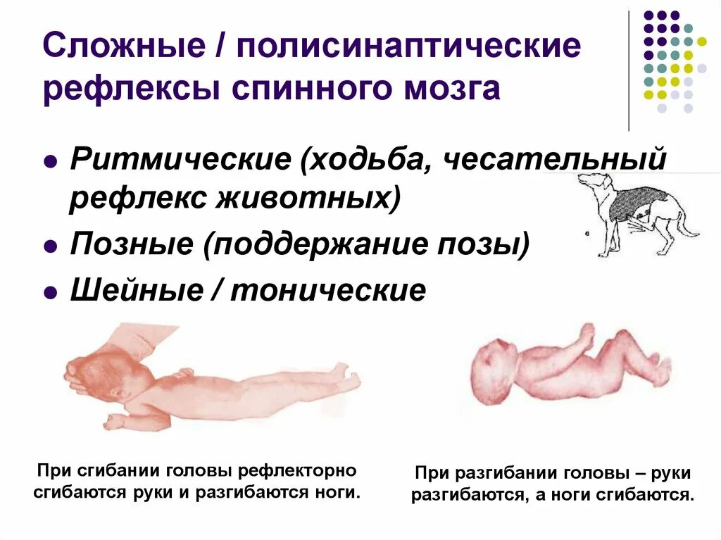 Спинальные соматические рефлексы. Спинальный тонический рефлекс. полисинаптические рефлексы спинного мозга. сложные рефлексы. фазные и тонические рефлексы спинного мозга.