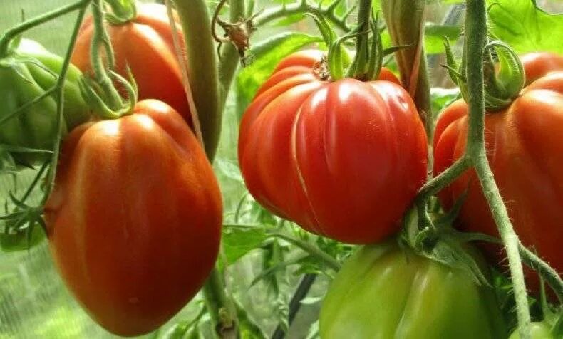 Пузата хата помидоры описание сорта отзывы садоводов. Семена томат Пузата хата. Семена помидор Пузата хата.