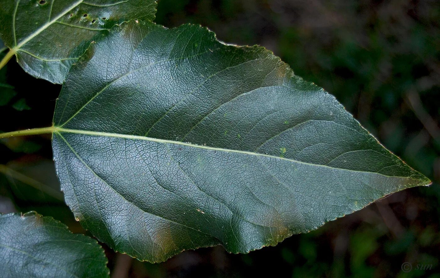 Тополь бальзамический листья. Тополь бальзамический (Populus balsamifera). Тополь крупнозубчатый. Тополь лавролистный.