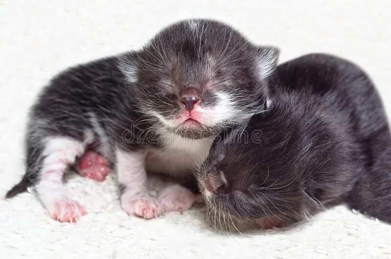 Новорожденные котята. Новорожденный котенок холодный и еле дышит. Новорожденные котята. Рыжий новорожденный котенок. Кошка и новорожденные котята.