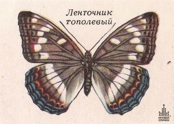 Ленточник Тополевый бабочка. Ленточник Тополевый. Куколка ленточника тополевого. Тополевый ленточник бабочка раскраска.