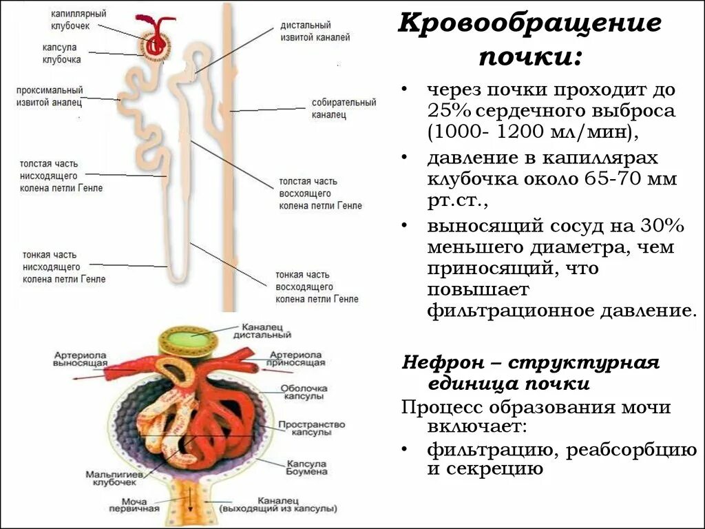 Какие капилляры в почках. Схема кровообращения почек. Система кровоснабжения почки. Мочевыделительная система человека строение нефрона. Капиллярная сеть нефрона функция.