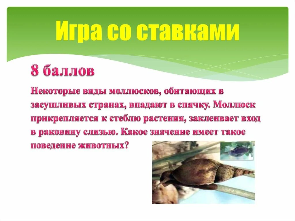 Двустворчатые моллюски беззубка. Беззубка моллюск. В каких странах обитают моллюски. Вид моллюска который не обитает в кузбассе. Моллюск океанический венус.