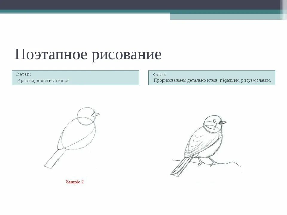 Урок изо 1 класс презентация поэтапное рисование. Изо 3 класс презентация поэтапное рисование снегиря. Этапы рисования снегиря. Снегирь рисунок пошагово. Этапы рисования снегиря для детей.