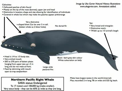Partner whale
