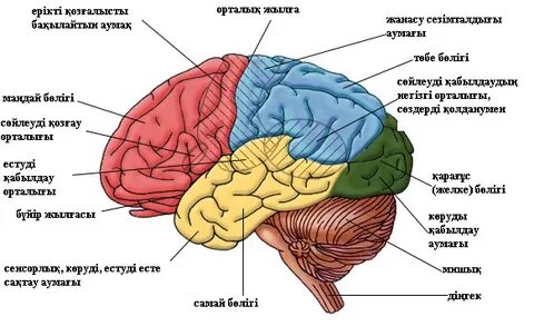 Майдағы әйелдер