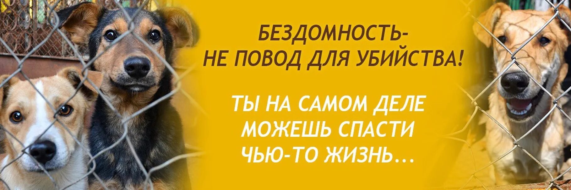 Призыв помогать животным в приюте. Призыв о помощи бездомным животным. Листовка приюта для животных. Листовки в поддержку бездомных животных. Девиз приюта для бездомных животных.