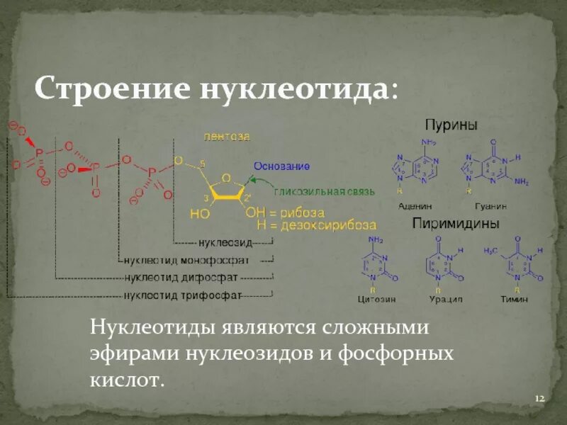 Картинки МОНОМЕР ДНК РИСУНОК