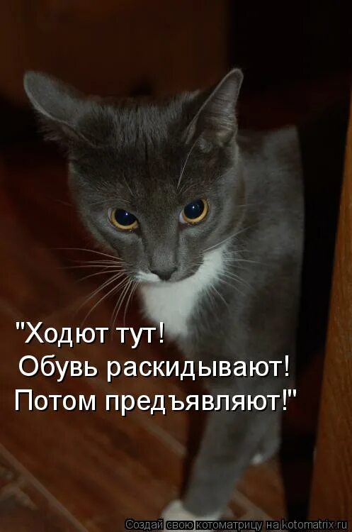 понедельник, проспал. что делать если разбудили. спит на кровати прикол. что делать если разбудили. кот будит хозяина.