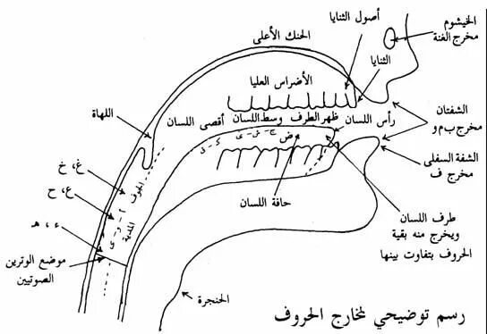 Махараджи арабских букв таблица Pin by Qothrunnadaa Learning Centre on Makharijul Huruf Hijaiyyah Tajweed quran,