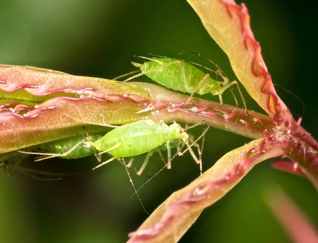 Macrosiphum Rosae. Розанная тля. Розанная цикадка на розах. Зеленая розанная тля. Сок розового куста тля паук насекомоядная птица