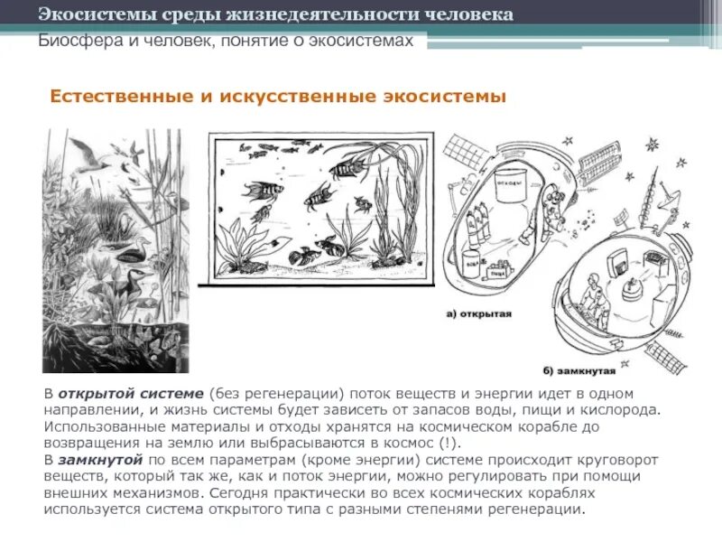 Экосистема 2 вариант