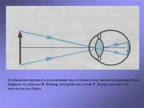 Изображение на сетчатке глаза появляется. Изображение на сетчатку ход лучей в глаз. Схема формирования изображения на сетчатке глаза. Изображение которое формируется на сетчатке глаза. Изображение предметов на сетчатке глаза человека.