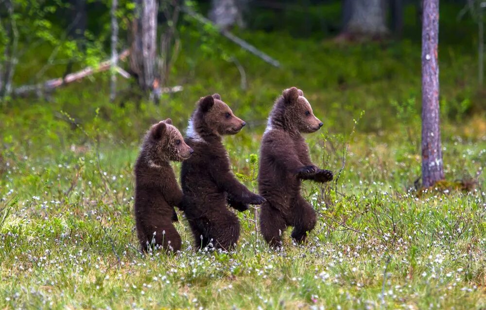 трое медвежат играли в лесу семидесятью рублями. три медвежонка. трое медвежат играли в лесу семидесятью рублями. трое медвежат играли в лесу семидесятью рублями. трое медвежат играли в лесу семидесятью рублями.