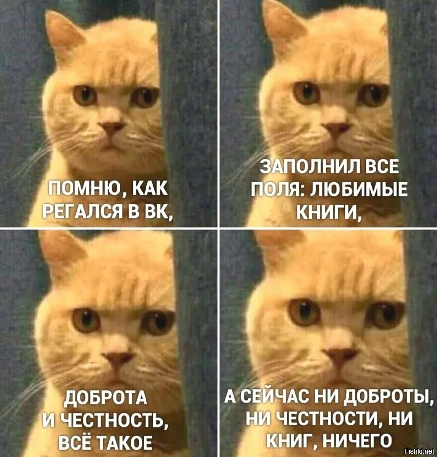 Мемы про котят. Мемы с котами. Кот Мем. Меме сгетами. Добрые мемы с котами.