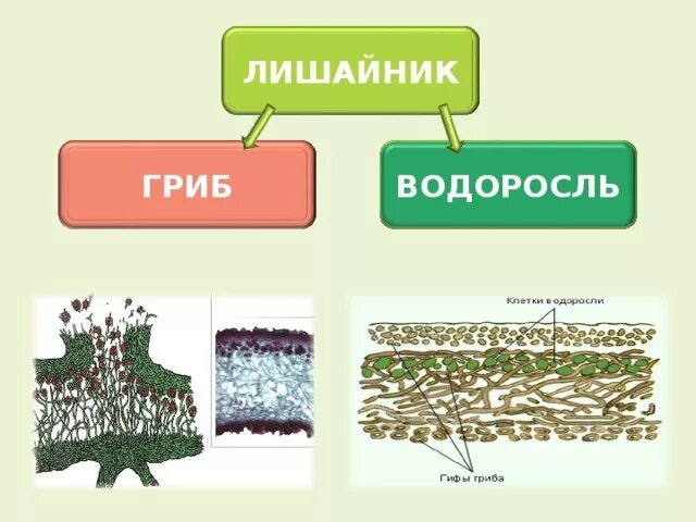 Водоросль и гриб отношения. Симбиоз гриба и водоросли в лишайнике. Гриб и водоросль в лишайнике. Взаимоотношения гриба и водоросли в лишайнике. Лишайник состоит из.