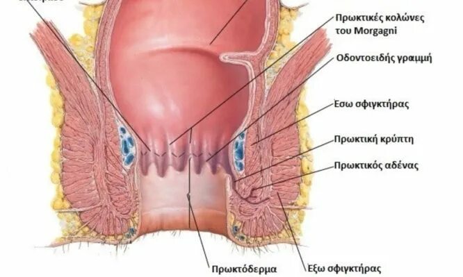 Расслабление внутреннего сфинктера. Расслабление внутреннего сфинктера
