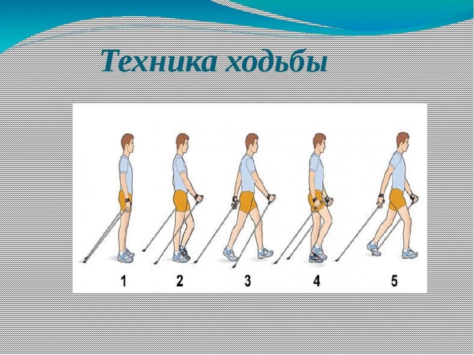 Ошибки ходьбы. Техника ходьбы. техника скандинавской ходьбы. скандинавская ходьба оздоровительная. скандинавская ходьба техника ходьбы.