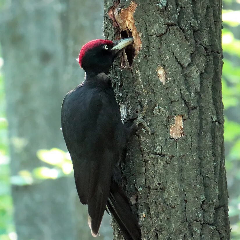дятел желна. черный дятел без красной шапочки. гнездо желны. большой черный дятел. дятел черный большой без красной шапочки.