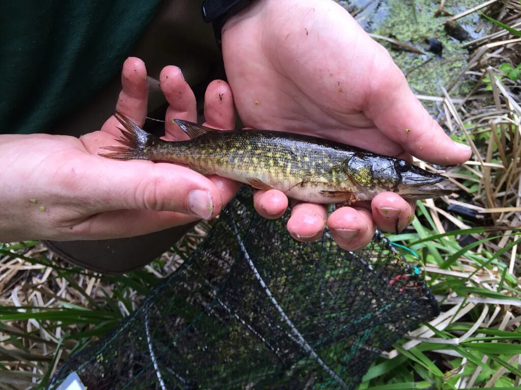 К чему снится ловить щуку. Esox americanus. Красноперая щука. Травяная щука. Щука на траве.