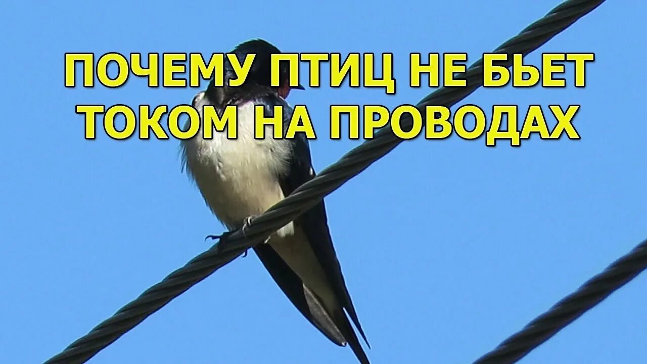 Почему птиц не бьёт током на проводах. Почему птица на проводе не гибнет. Почему птиц не бьёт током на проводах. Птицы садятся на провода. Почему птиц не бьет током.
