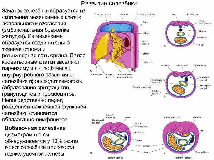 Эмбриональные источники развития селезенки. Развитие селезенки гистология. Эмбриональное развитие селезенки. Источник развития селезенки гистология. В селезенке образуются клетки