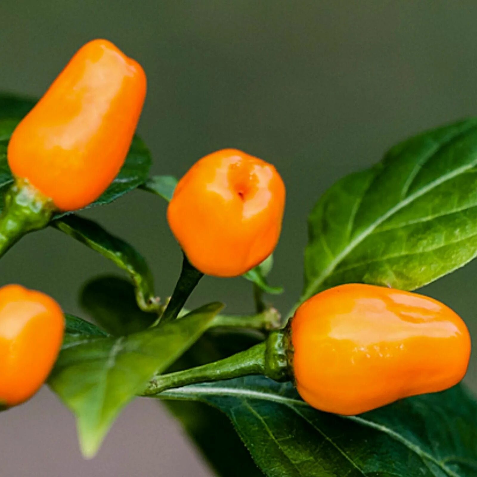 Capsicum