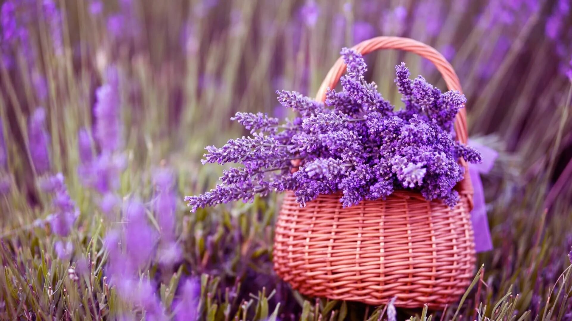 Lavender лаванда decor. Лаванда узколистная куст. Крым тургеневка лаванда. Лаванда узколистная прованс. Лаванда спб.