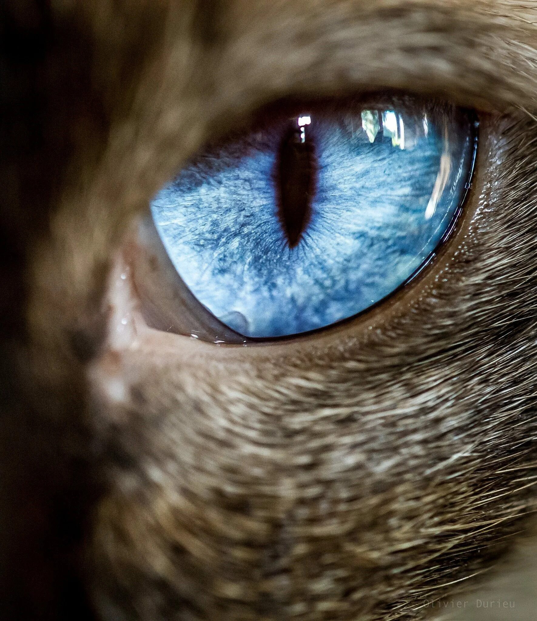 Глаза кошки. Кошачий глаз. Голубой кошачий глаз. Зрачок кошки. Время глазами кошки