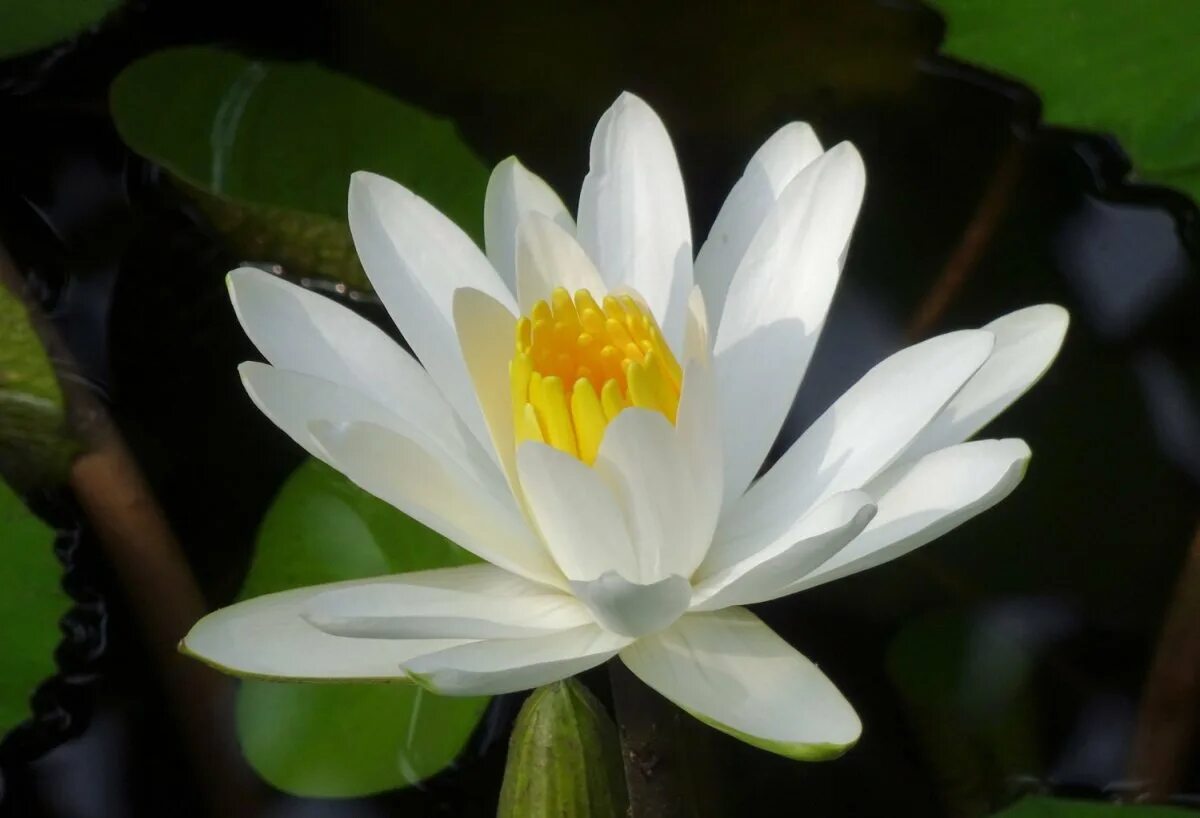 Кувшинка изображение. Кувшинка белая (nymphaea alba). кувшинка чисто-белая (nymphaea candida). водяная лилия (nymphaea alba).