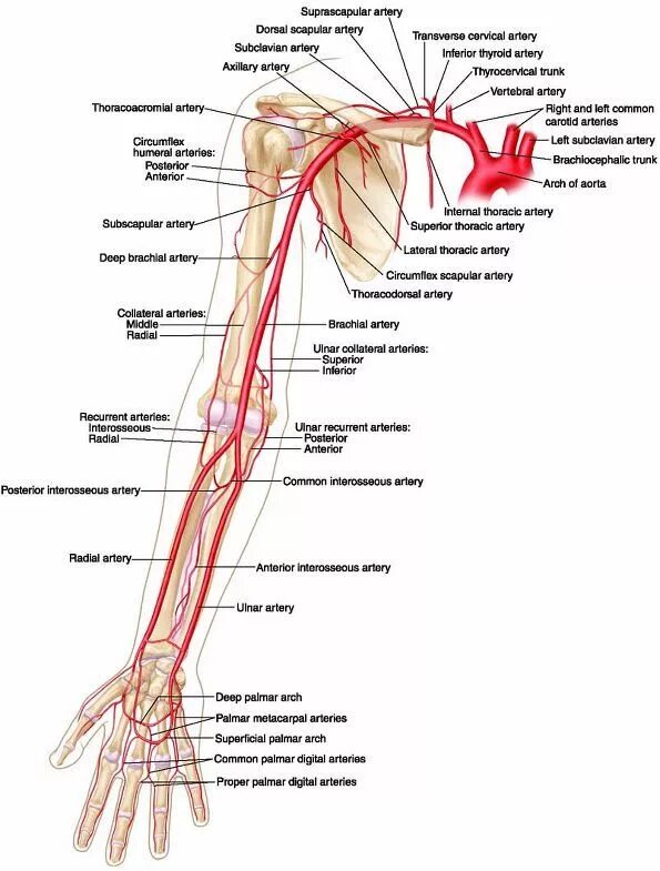 Правая лучевая артерия. Артерии верхней конечности схема. Схема кровоснабжения верхней конечности от сердца. Артерии верхней конечности анатомия схема. Артерии верхней конечности анатомия латынь.