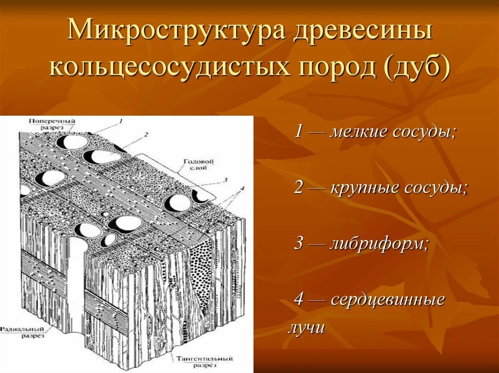 Запасающие клетки древесины. Строение древесины кольцесосудистых лиственных пород. строение древесины лиственных пород. микростроение древесины схема. строение древесины микроструктура.