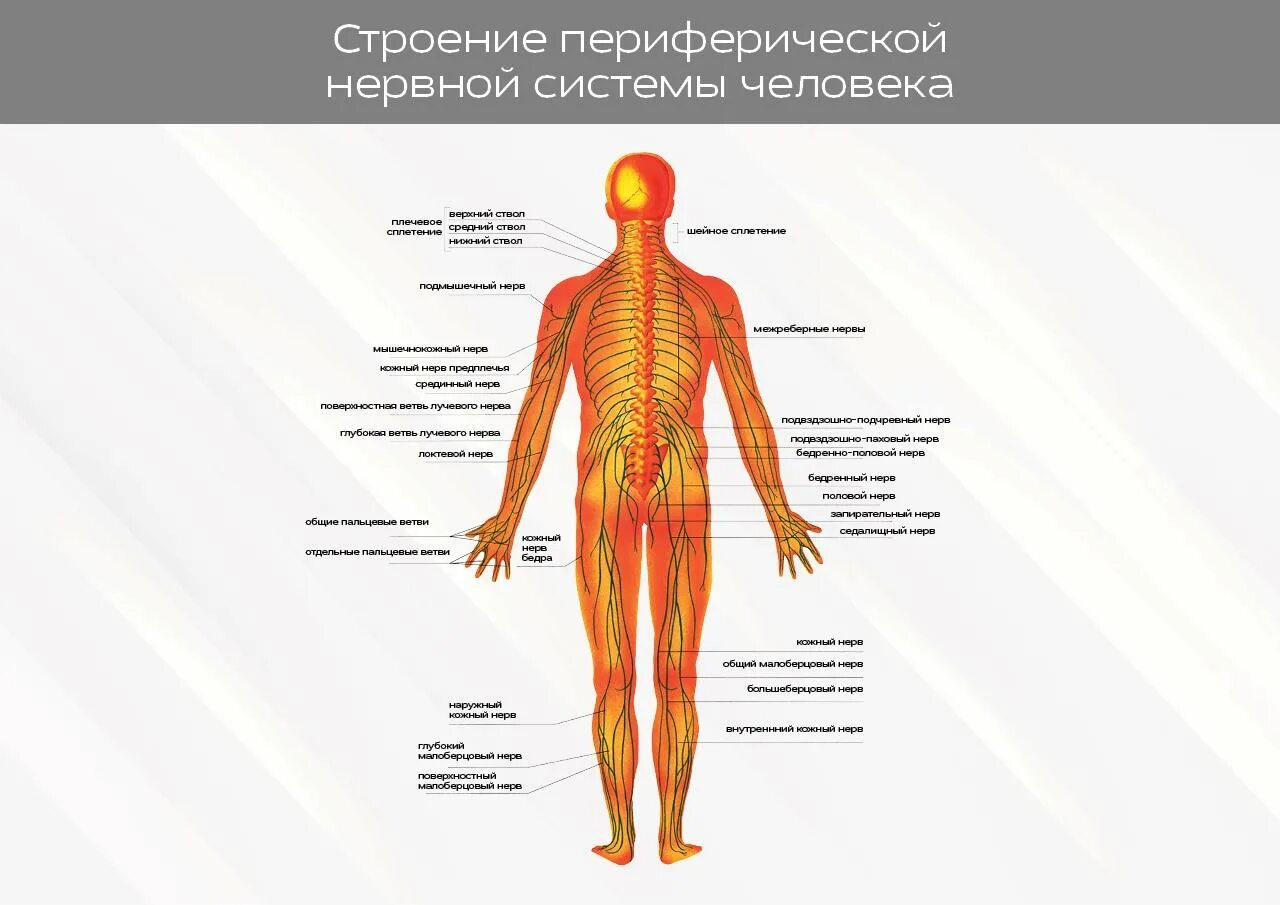 Периферические нервы и сплетения. Нервная система человека анатомия. Периферическая нервная система анатомия. Строение нервной системы человека. Строение периферического нерва.