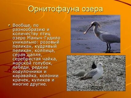 Орнитофауна