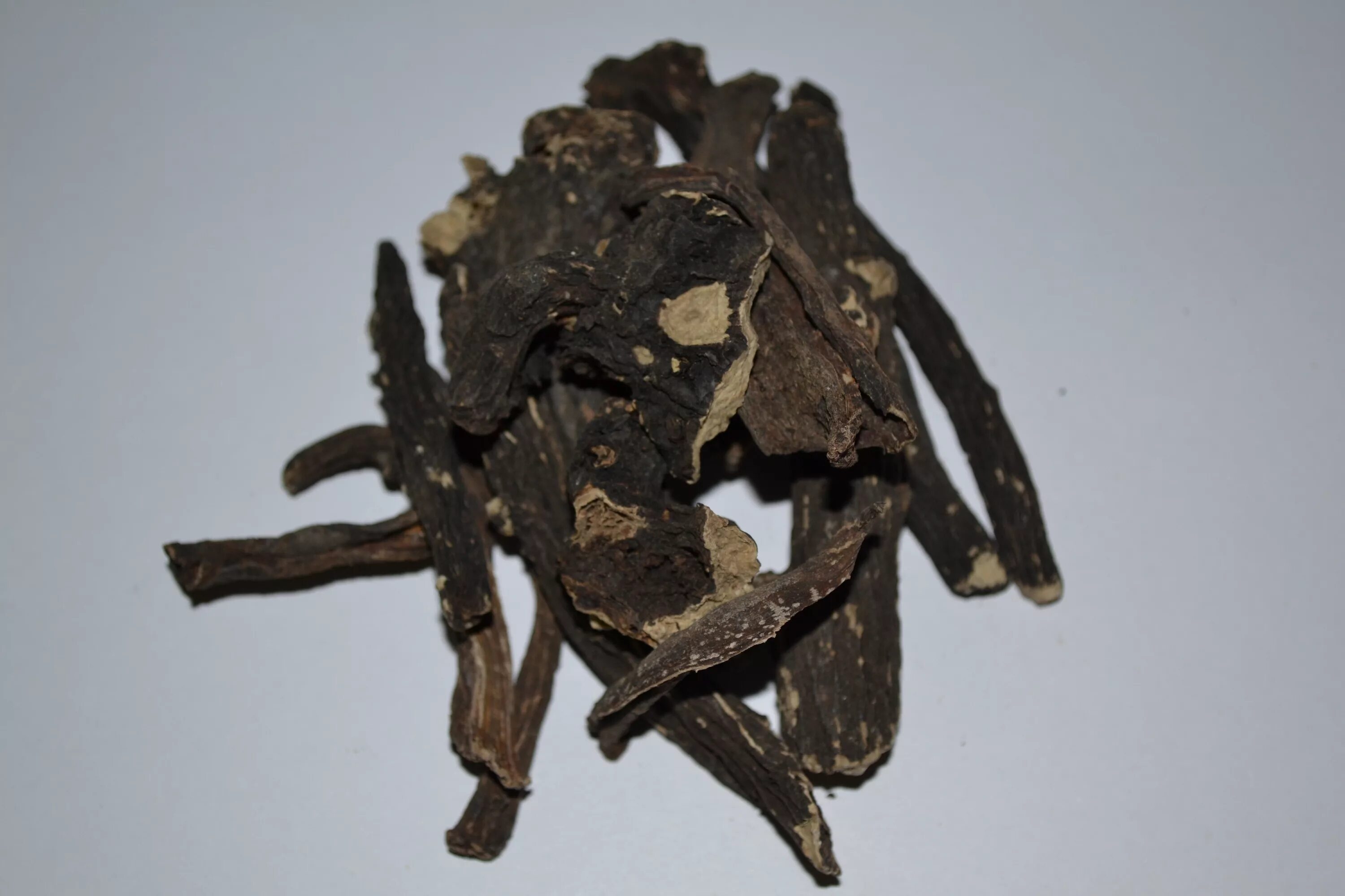 жесткий корень. больные корни орхидеи фото. больные корни у орхидеи. пырей ползучий росток. сорняк с толстыми корнями.