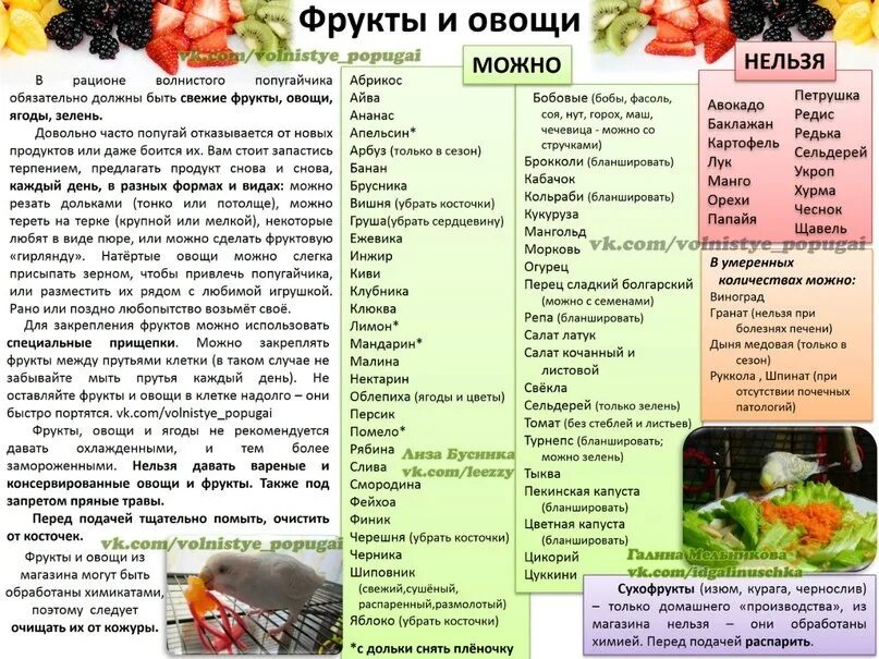 Чем можно кормить домашнего попугая. Какие овощи и фрукты можно давать волнистому попугаю. Что можно давать волнистым попугаям. Что можно Ловать попугаем. Какие фрукт ыможно волнистым попугаем.