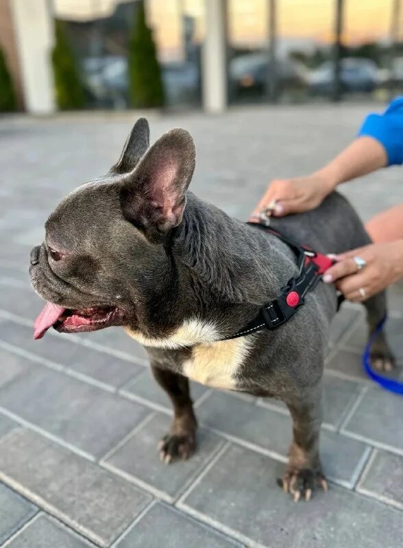 Бизнес во франции. Помощь французским. Группа помощи французским бульдогам в москве. Внешняя политика ирака. Помощь французским.