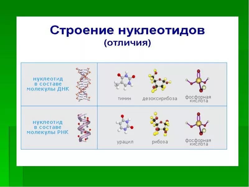 Что входит в состав нуклеотида молекулы днк. Строение нуклеотида. типы нуклеотидов днк. нуклеотид это в биологии определение. строение нуклеотида днк. типы нуклеотидов..