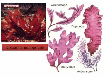 Филлофора систематическая группа