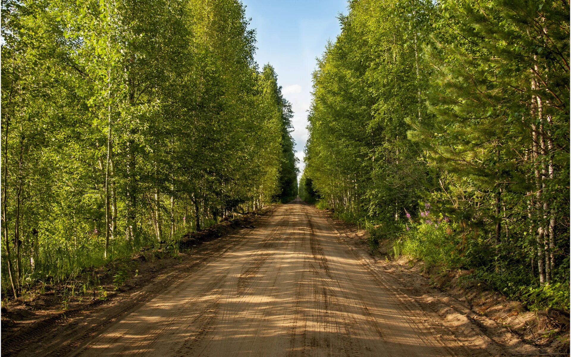 Дорога в лесу. Дорога у леса. Лето лес дорога. Лес у дороги. Придорожный лес