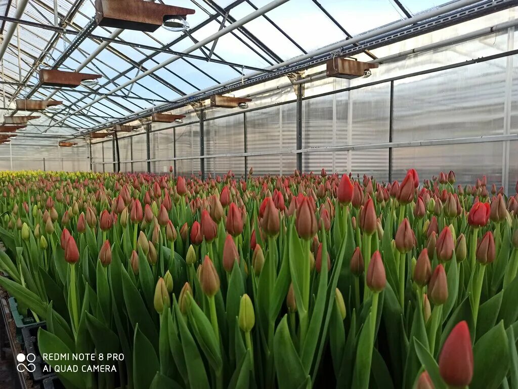 тоншаловский питомник череповец. тепличный комбинат нежинский кисловодск. тоншаловский тепличный комплекс. питомник тоншаловский. тепличный комплекс тоншаловский официальный сайт каталог.