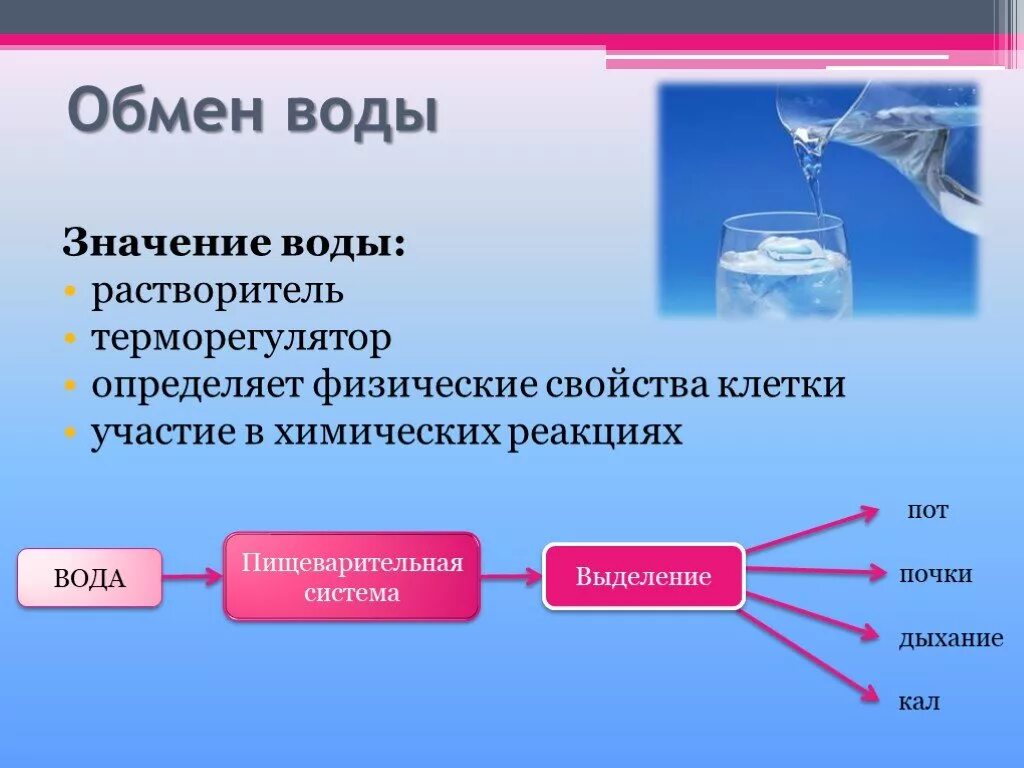 Обмен воды в организме схема. Обмен воды и Минеральных веществ таблица. Вода и обменные процессы в организме. Обмен Минеральных солей схема. Какова функция воды