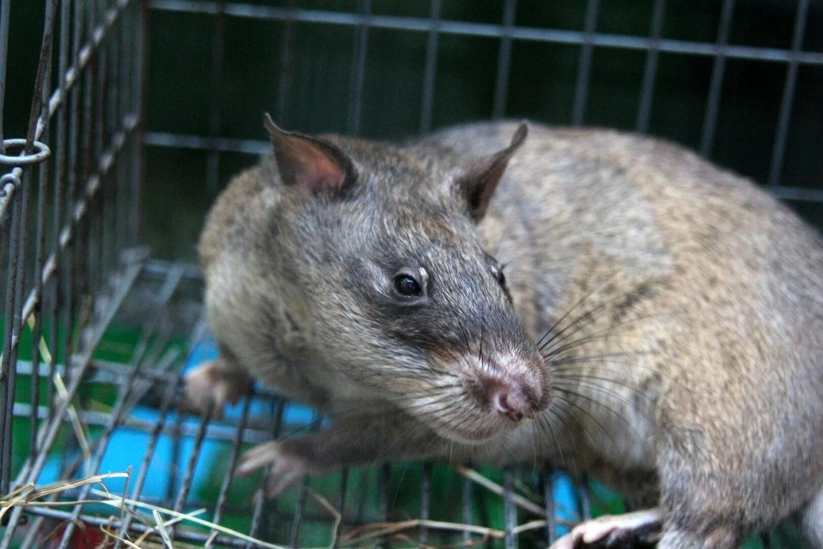 Cricetomys gambianus. Крыса Гамби. Африканская крыса Гамби. Гамбийская хомяковая крыса. Гамбийская хомяковая крыса (Cricetomys gambianus).