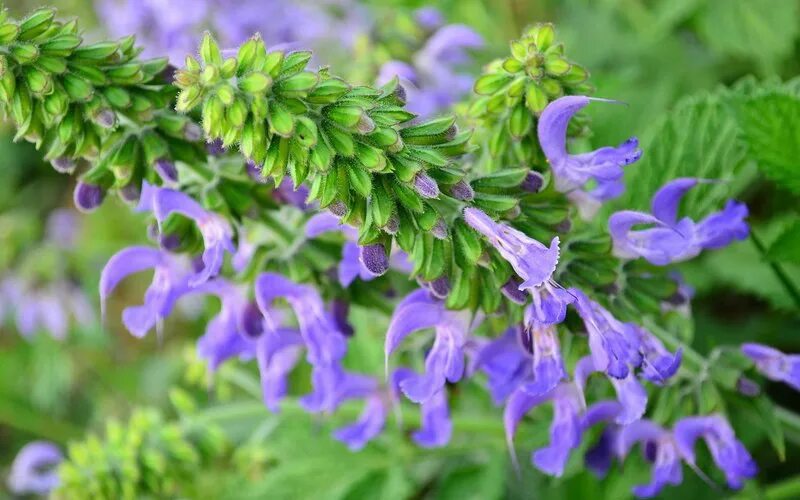 Salvia extract. Salvia miltiorrhiza. шалфей многокорневищный. шалфей китайский. шалфей гибридный.