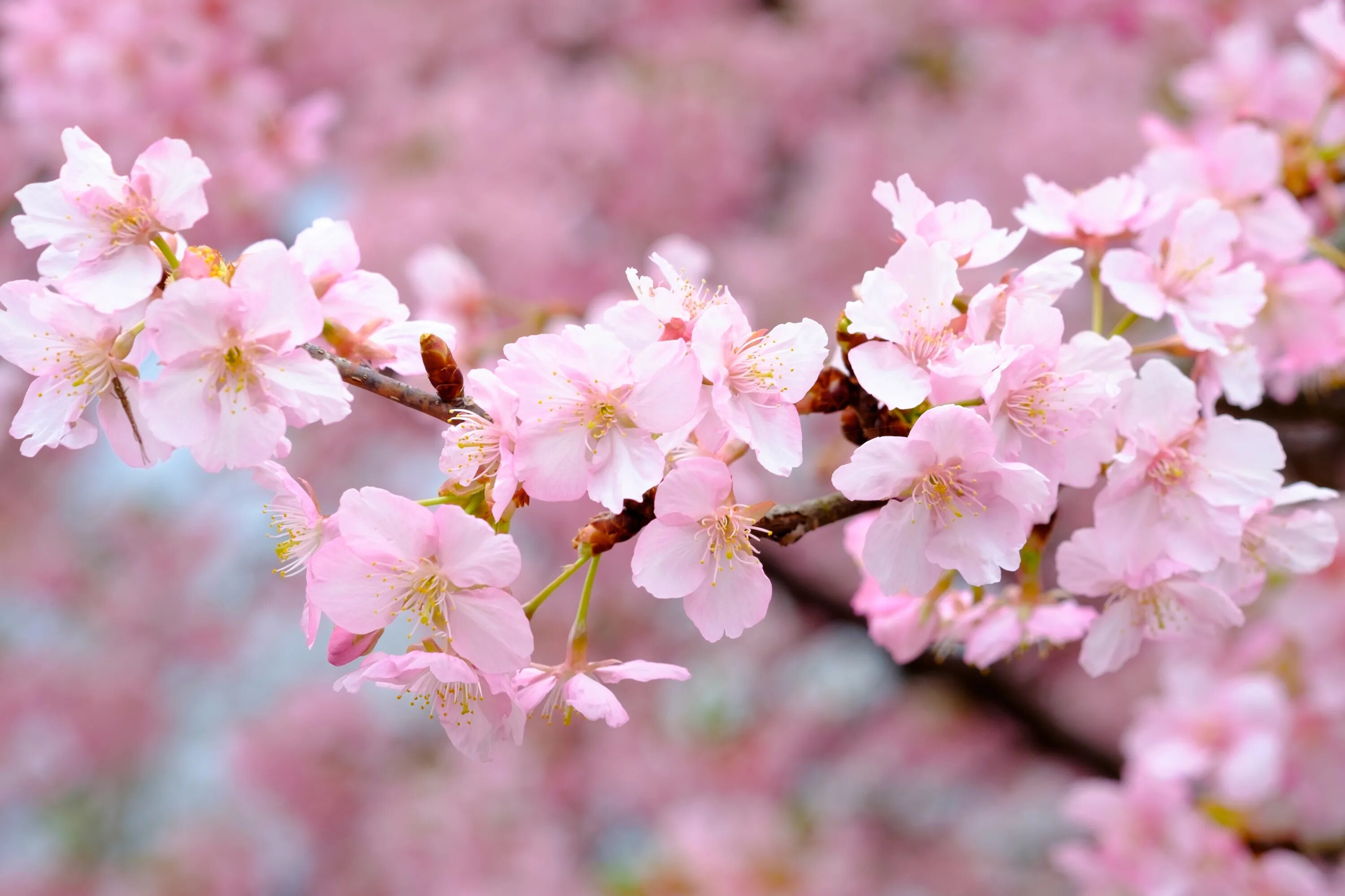 Сакура вишня. Сакура цветение растения. Сакура черри блоссом. Цветение Сакуры ветка.
