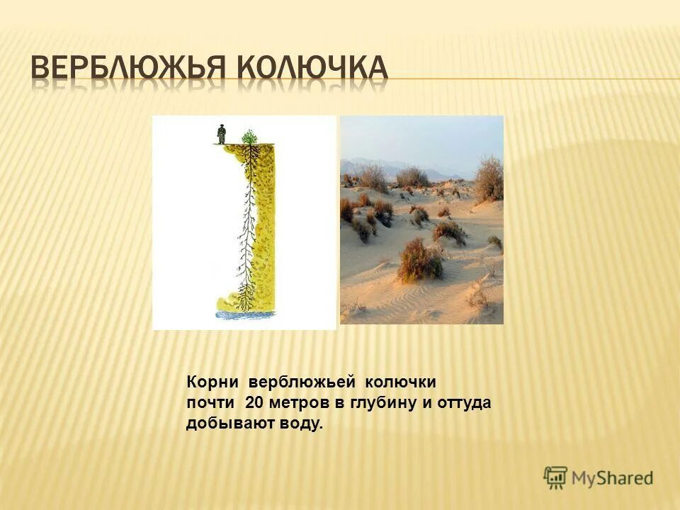 верблюжья колючка пахнет сыростью