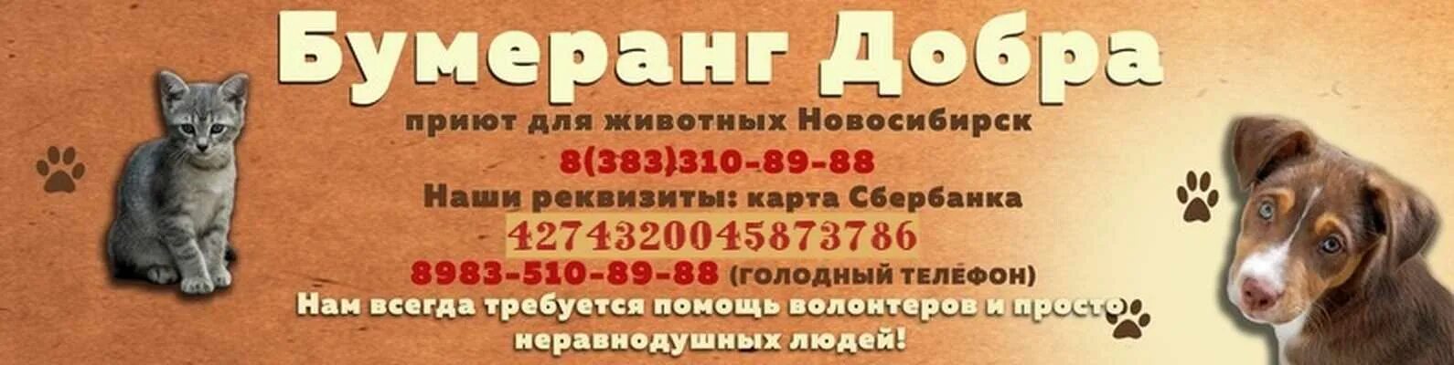 Телефон приюта для животных. Приюты для животных в новосибирске. питомцы приютов для животных новосибирск. бумеранг добра приют для животных новосибирск. приют для кошек в новосибирске.